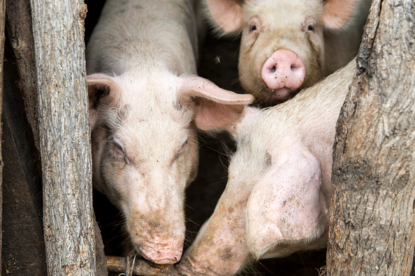 Peste porcine africaine : la Chine fragilisée, la planète secouée