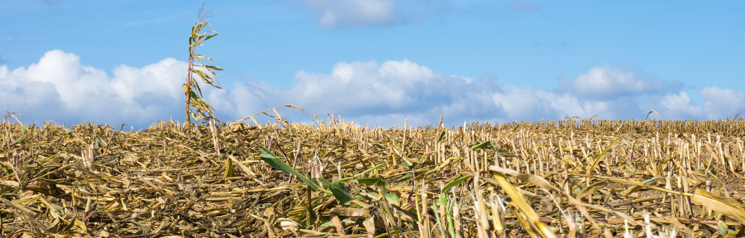 Climate Cooperation in a Fragmented World: Advancing Peace, Security and Multilateral Action
